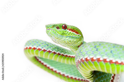 Trimeresurus popeiorum photo