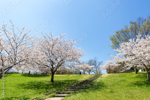 北九州中央公園の桜 北九州市