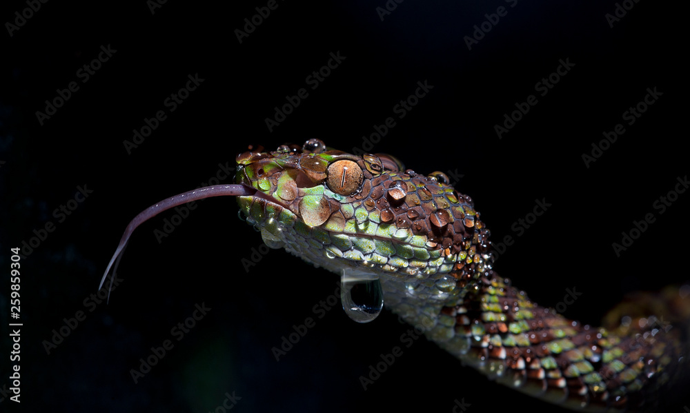 Fototapeta premium Trimeresurus venustus female