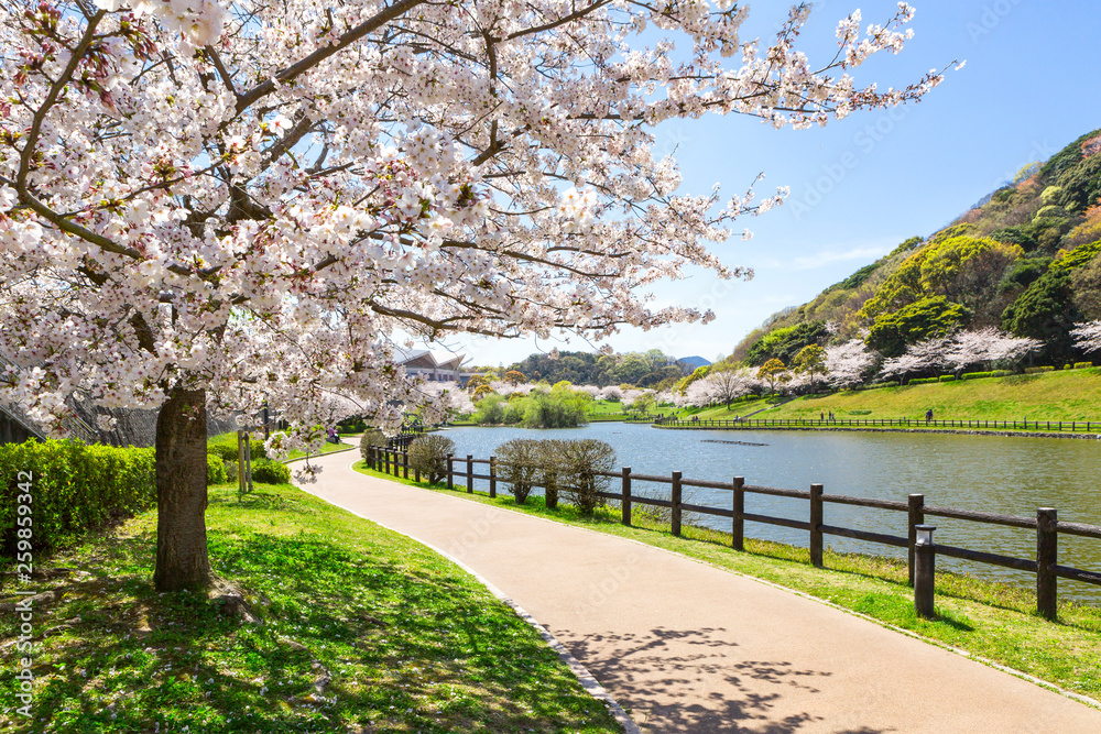 北九州中央公園の桜　北九州市