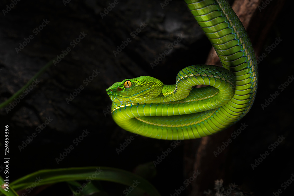 Fototapeta premium Trimeresurus vogeli female 