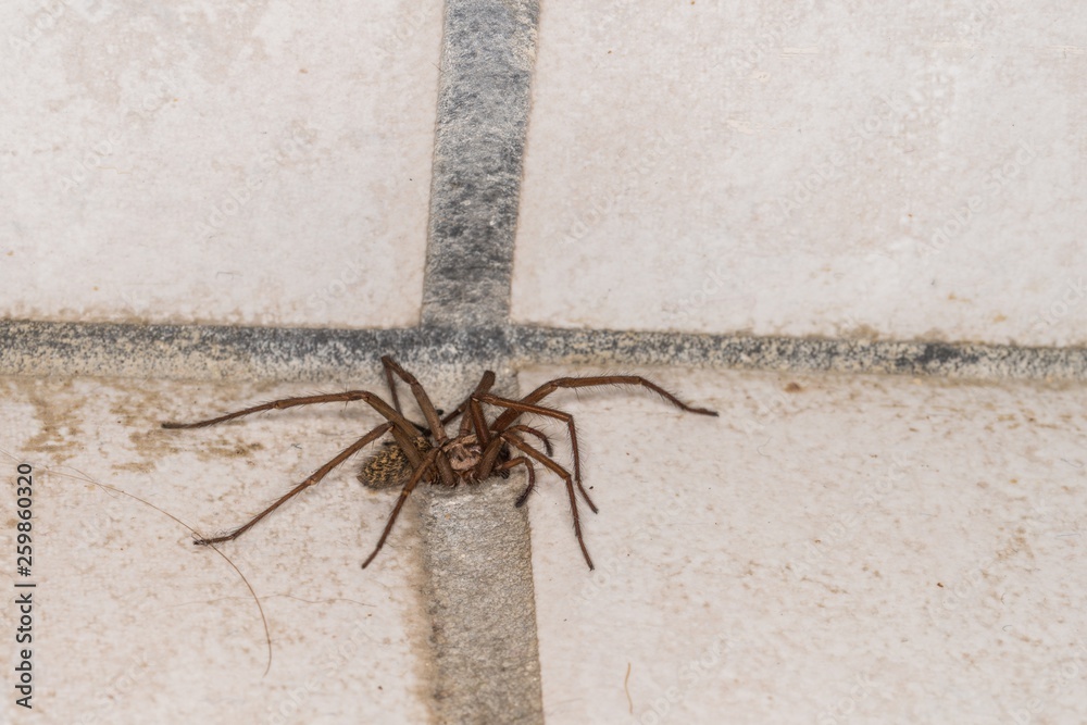 Riesige fette Spinne in einem Keller, Deutschland Stock-Foto | Adobe Stock