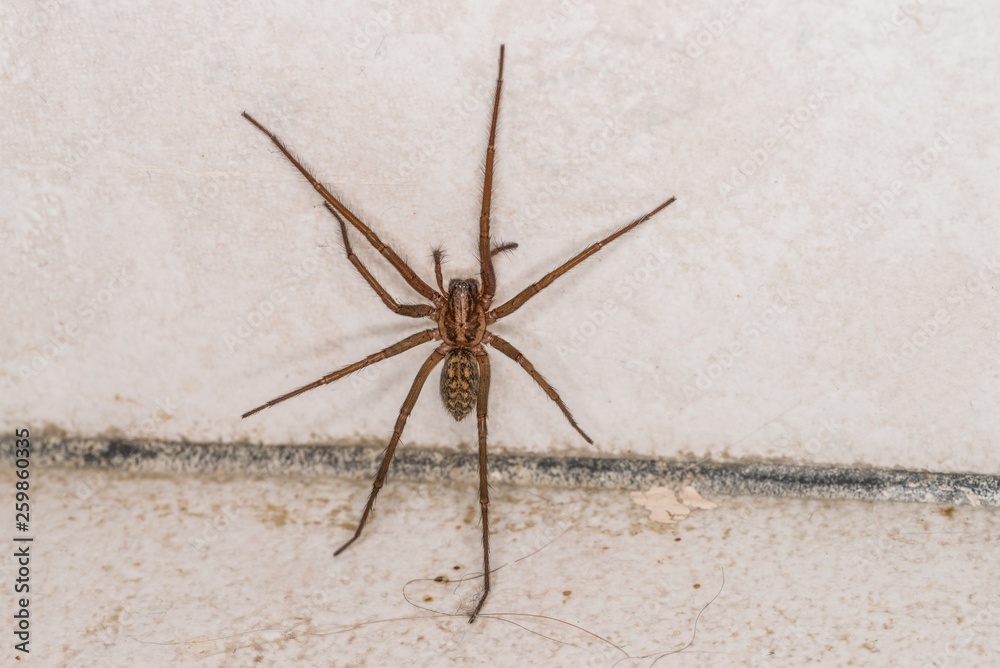 Riesige fette Spinne in einem Keller, Deutschland Riesige fette Spinne in einem Keller, Deutschland