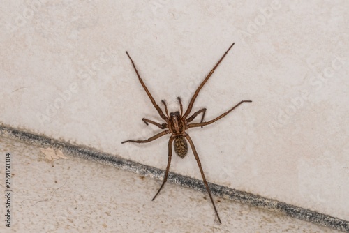 Riesige fette Spinne in einem Keller  Deutschland