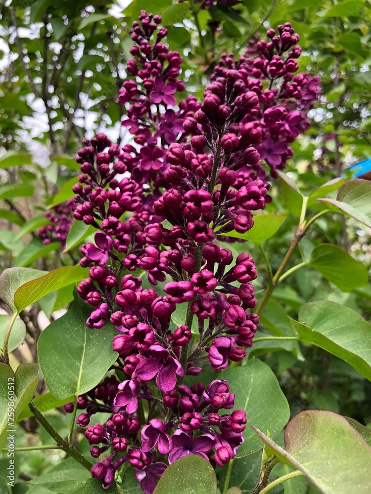 Obraz premium lilas lie-de-vin 