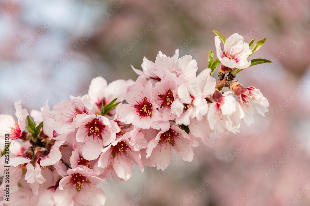 almond blossom in one of the parks of Madrid