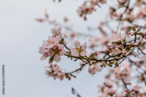 almond blossom in one of the parks of Madrid