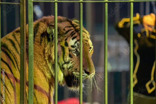 Fotografia circus caged tiger
