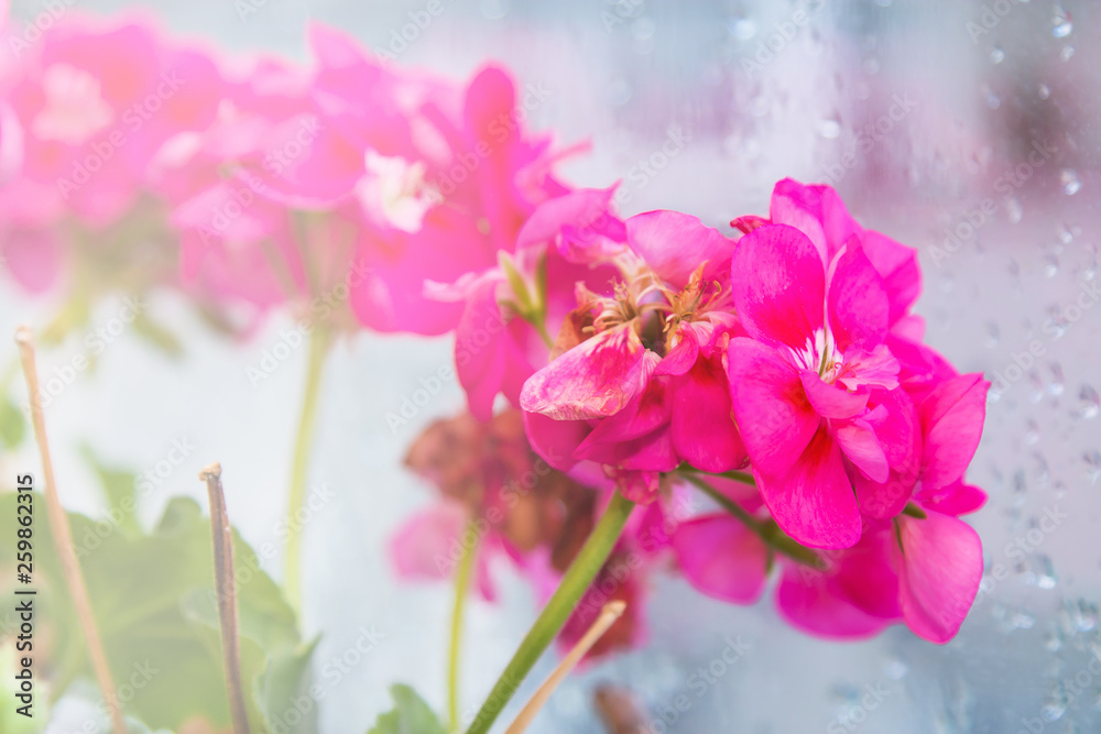 closeup of pink geraniums in the window closeup of pink geraniums in the window