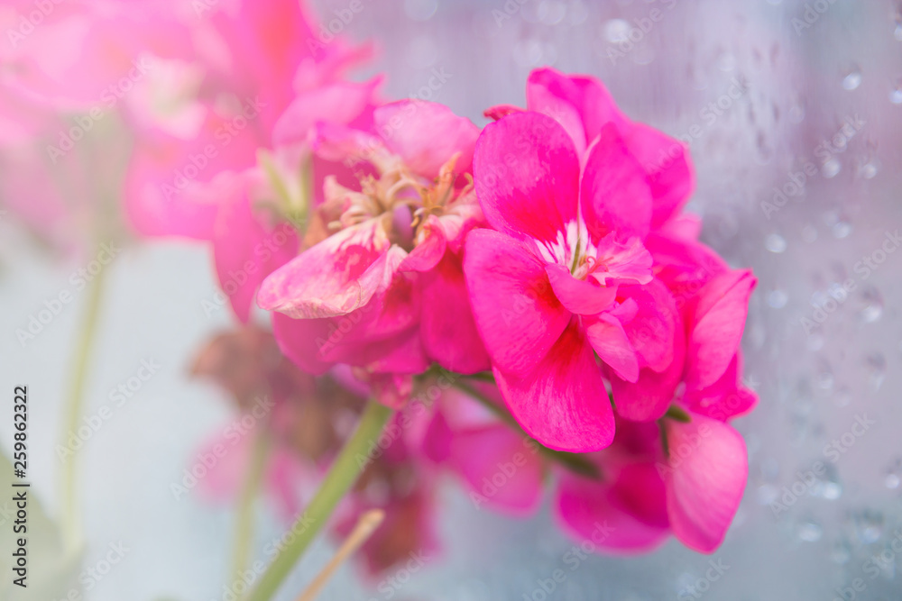 closeup of pink geraniums in the window