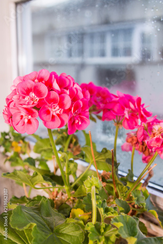 closeup of pink geraniums in the window