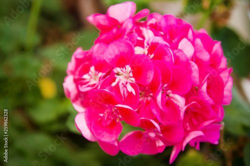 closeup of pink geraniums in the window