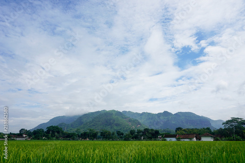 natural clean sky in paddy field
