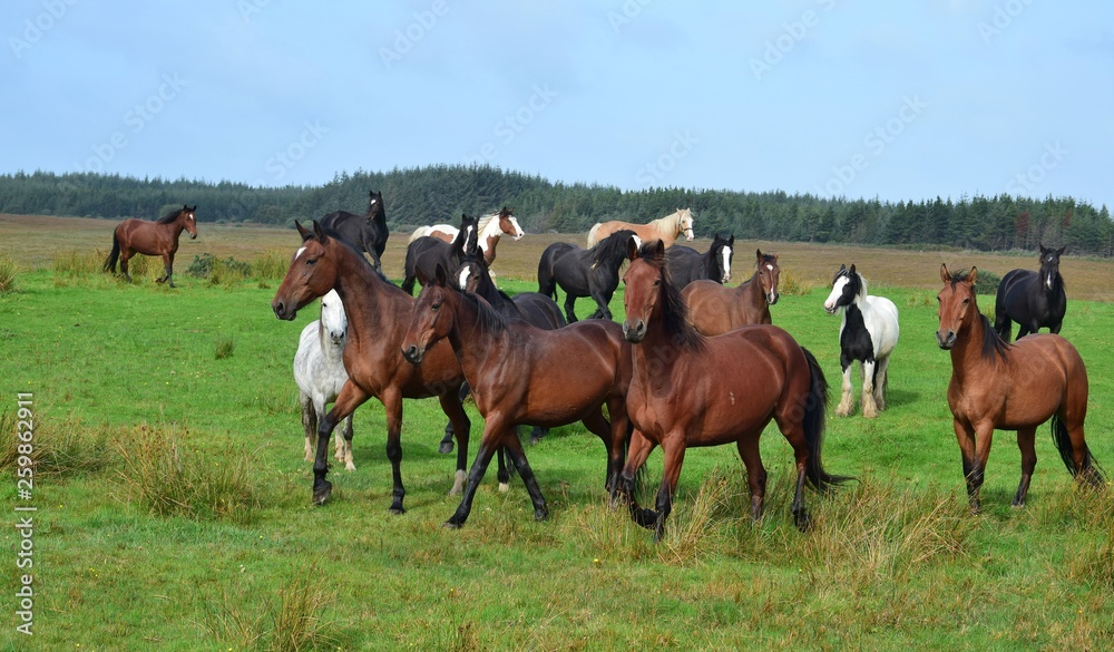 Obraz premium A group of running horses in Ireland.