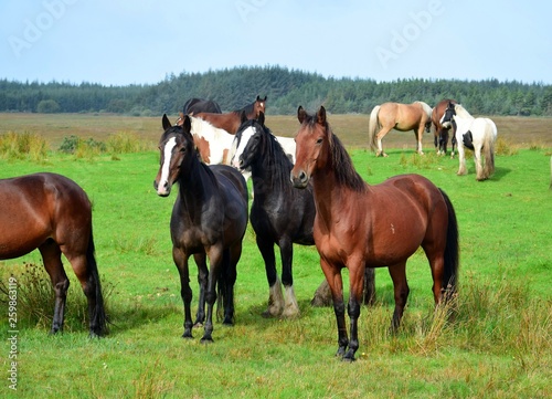 Horses on a meadow in Ireland. © Susanne Fritzsche