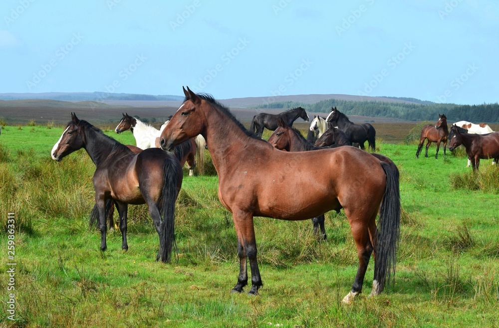 Horses on a meadow in Ireland.