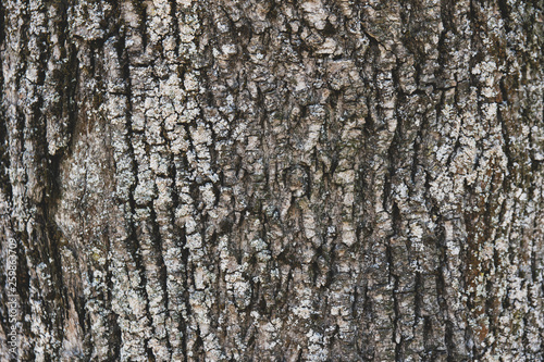 bark of a deciduous tree