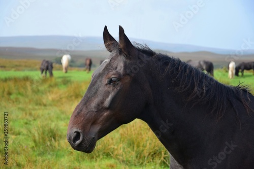 Portrait of a beautiful dark brown horse in Ireland. © Susanne Fritzsche