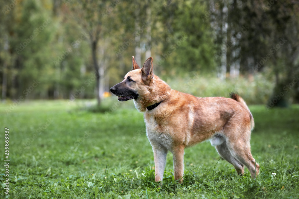 mixed breed shepherd dog posing outdoors in summer