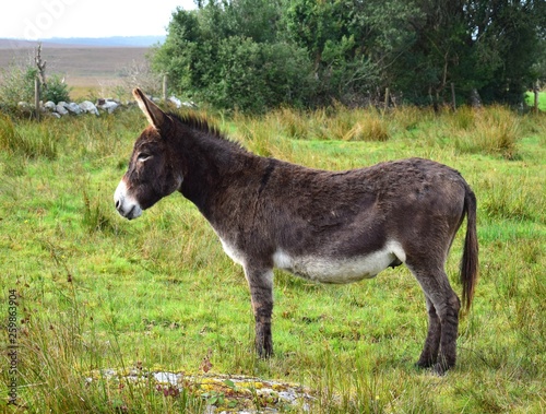 A donkey in Ireland.