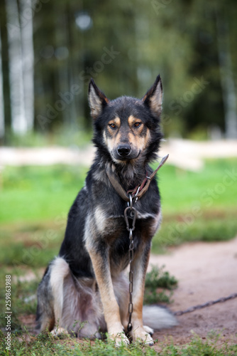 mixed breed shepherd dog posing outdoors in summer