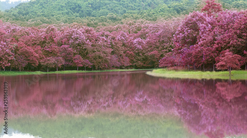 prunus cerasoides or pink sakura flower on reservoir or lake and dam for water retention in green tree jungle or forest with reflection and holiday summer travel for nature conservation environment