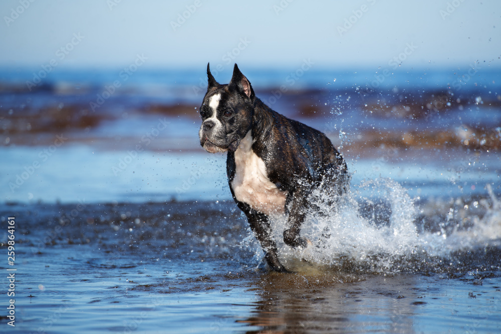 Fototapeta niemiecki bokser pies biegnący na wodzie