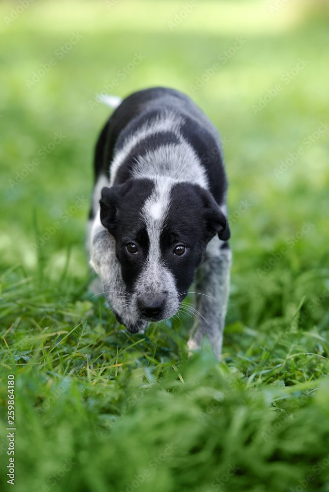 adorable mixed breed puppy walking outdoors in summer
