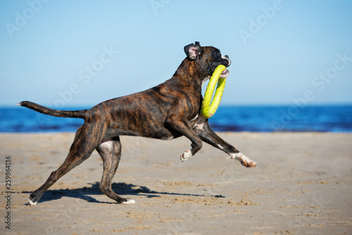german boxer dog playing on the beach