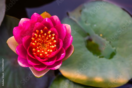 beautiful lotus flower Ellisiana or Tubtim Siam Water Lily blooming on pond photo