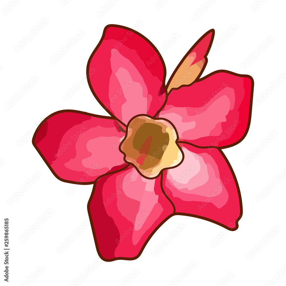 Desert Rose or Impala Lily flower isolated on white background Desert Rose or Impala Lily flower isolated on white background