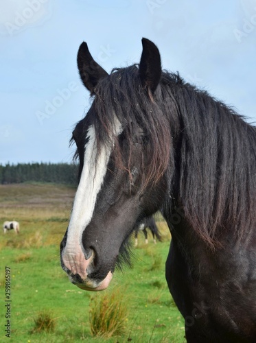 Portrait of a beautiful black horse in Ireland.