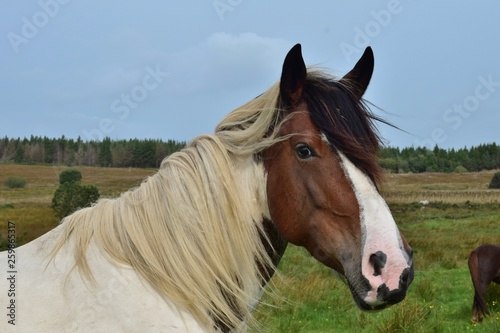 Portrait of a beautiful pinto horse in Ireland.