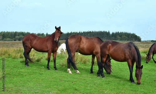 Horses on a meadow in Ireland. © Susanne Fritzsche