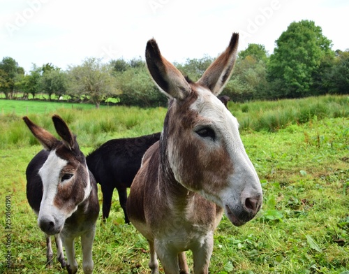 Portrait of a donkey in Ireland.