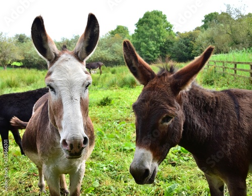 Portrait of two cute donkeys in Ireland.