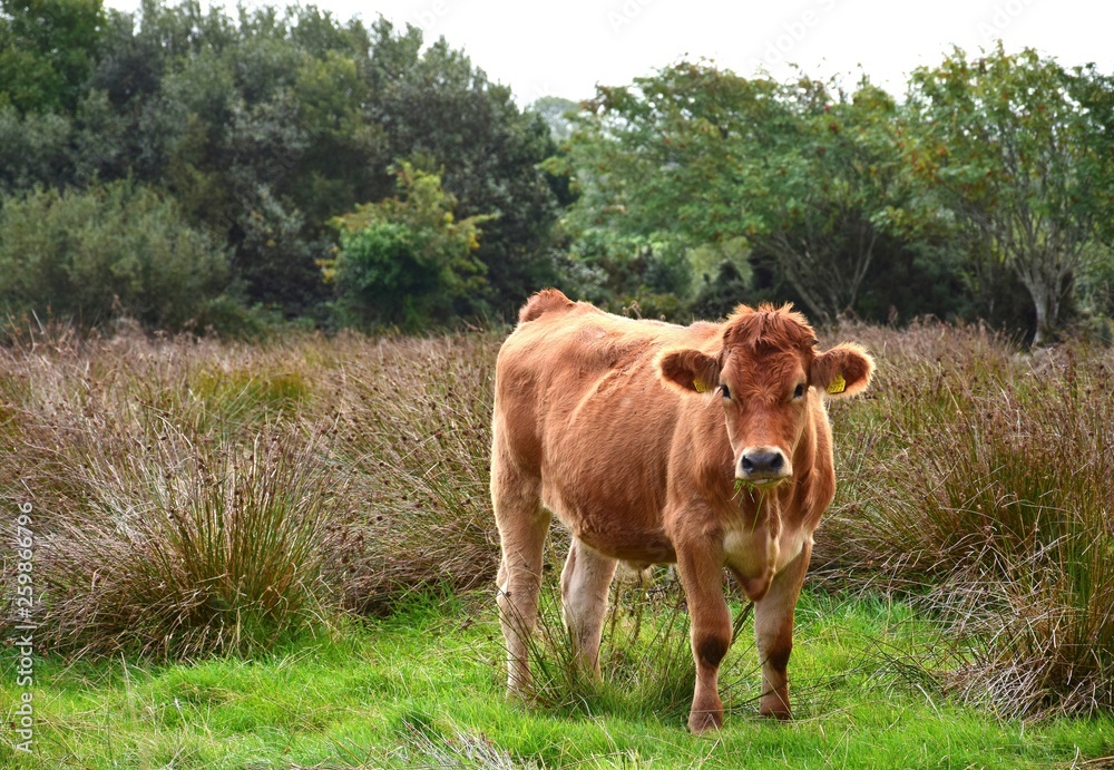A cattle in Ireland. A cattle in Ireland.