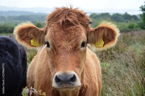 Portrait of a cute cattle in Ireland.