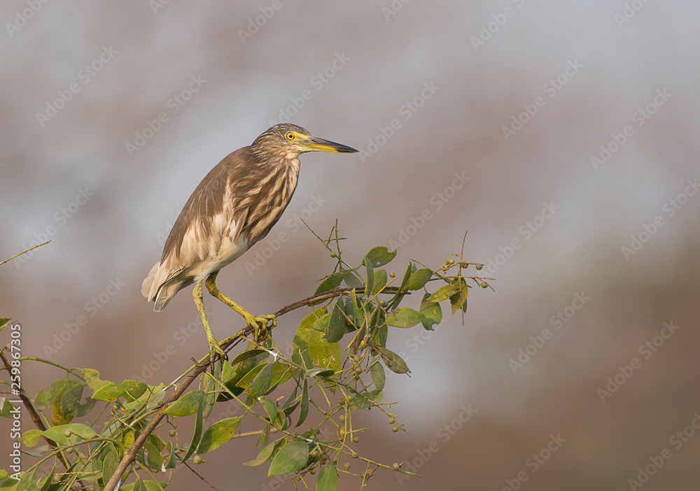 Fototapeta premium Pond Heron 