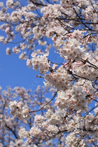 Cherry Blossoms