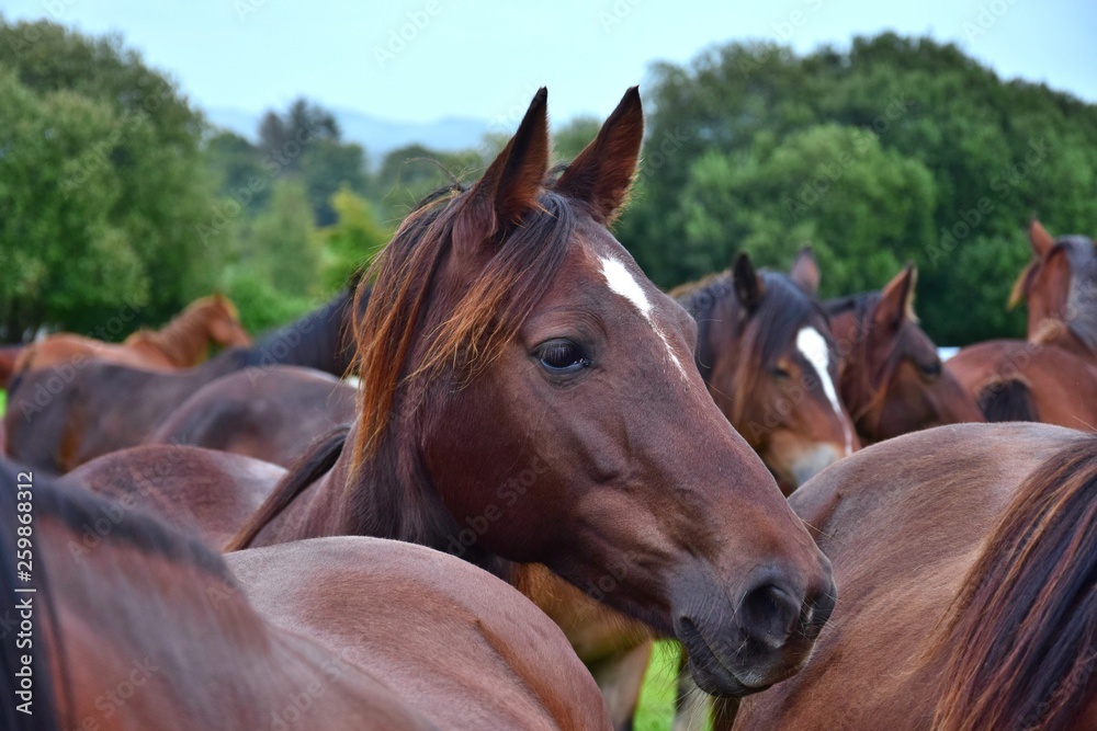 Fototapeta premium Portrait of a horse amidst its herd. Ireland.