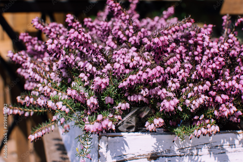 bouquet of pink heath flowers in a white wooden pot. Spring background
