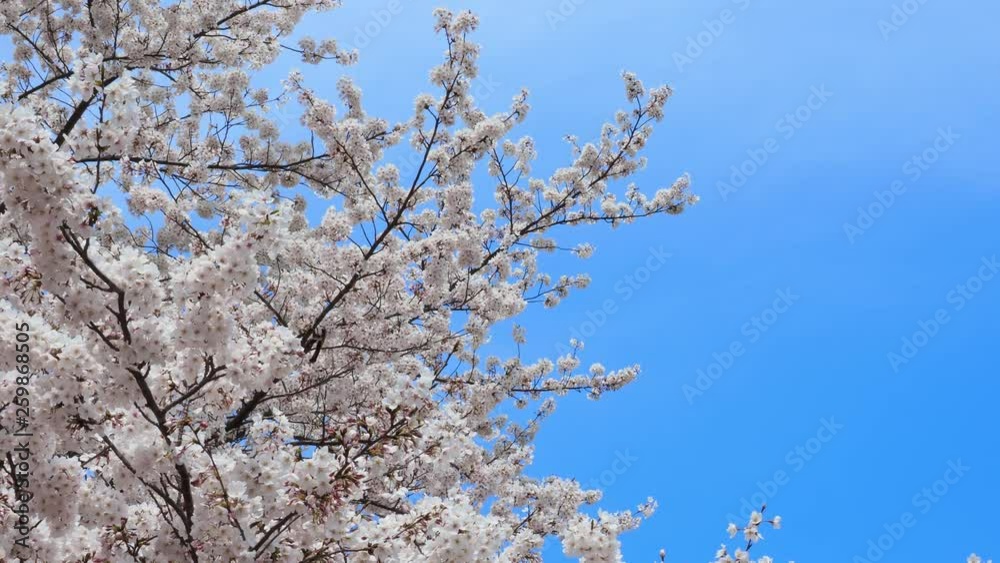 桜 花見 桜 花見