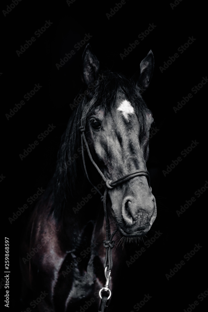 Portrait of a black horse on the black background Portrait of a black horse on the black background