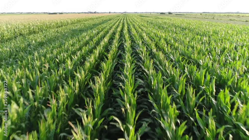 Stockvideo Low altitude aerial view of maize also known as corn is a