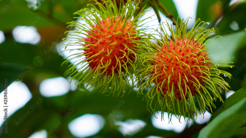 Rambutan fruit on tree Rambutan fruit on tree