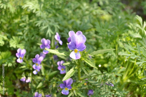  blue flowers