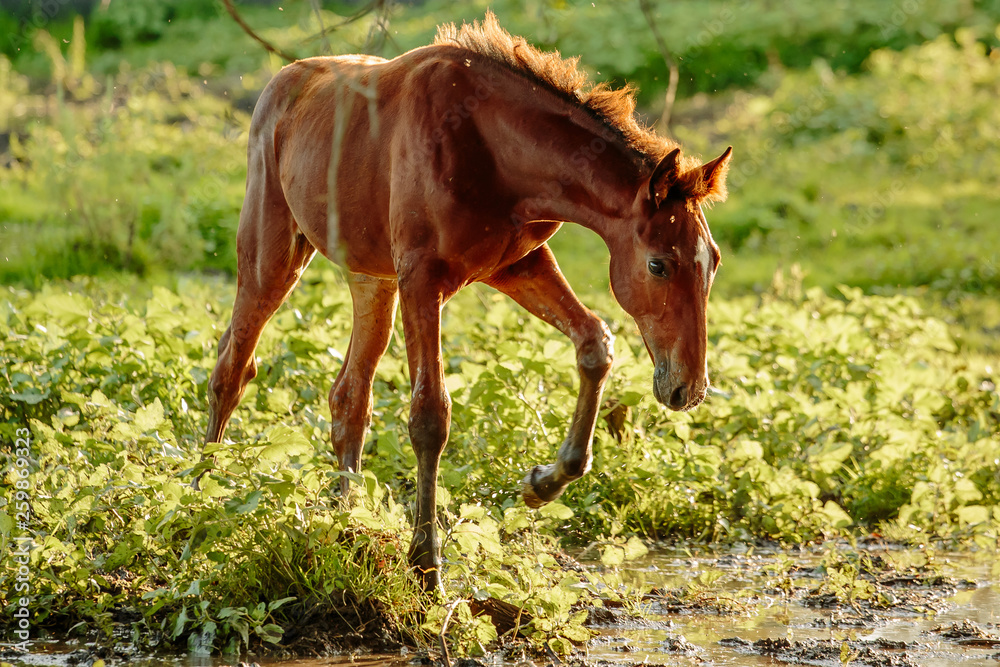 Fototapeta premium a young bay Oldenburg Foal with a small white spot is running on a green summer meadow
