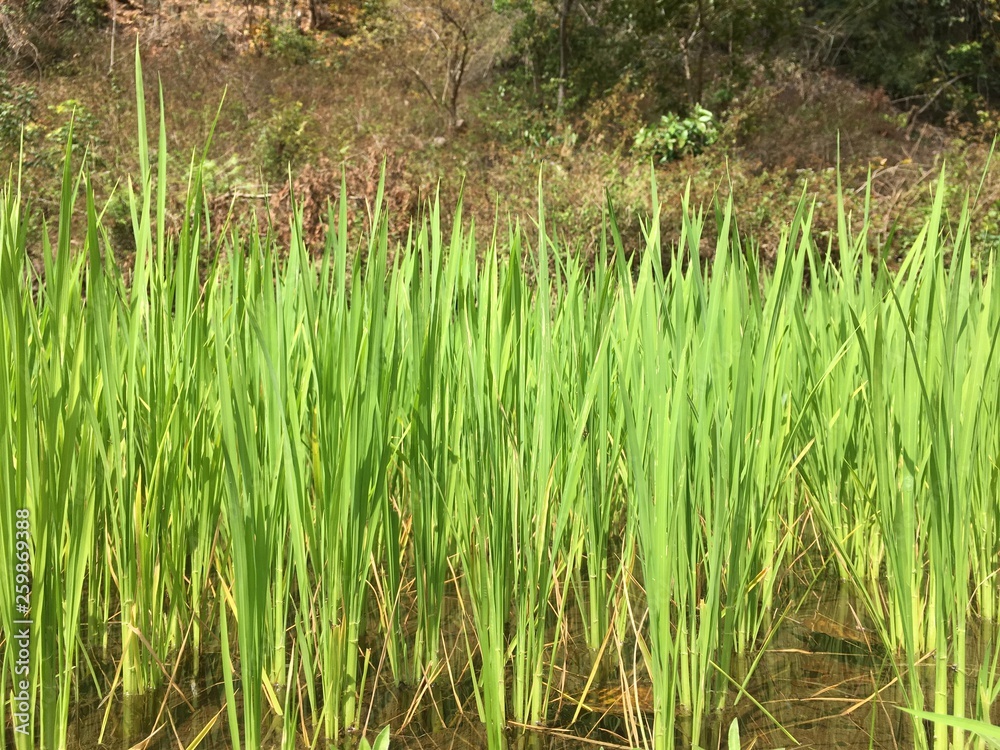 Obraz premium grass in the field