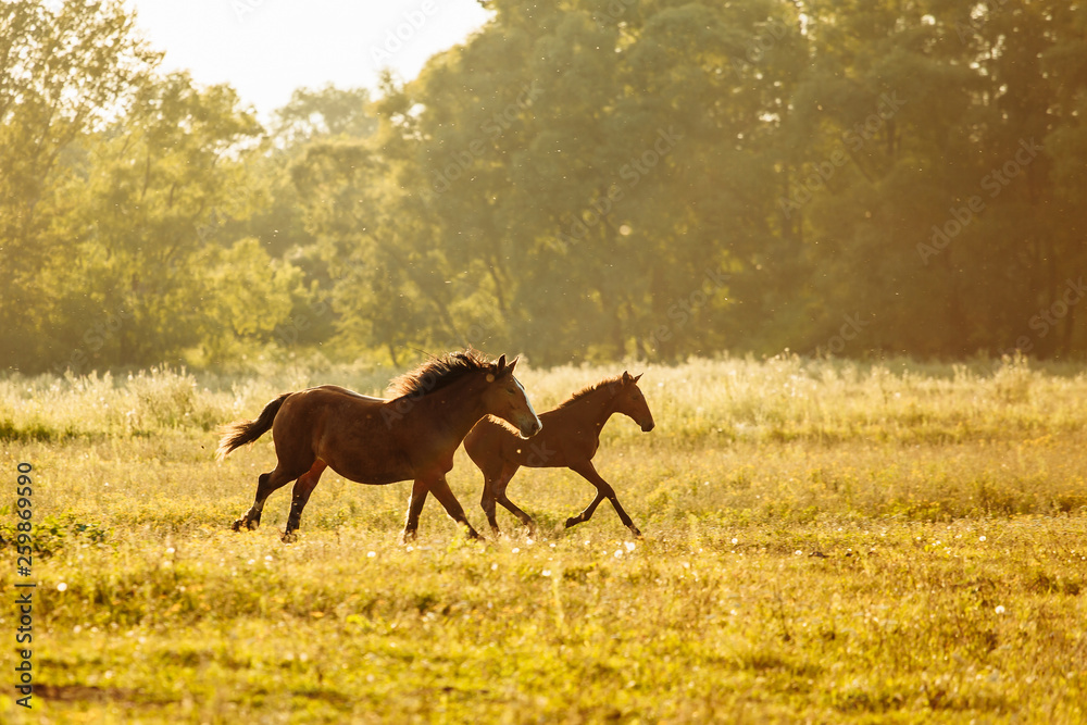 a young bay Oldenburg Foal with a small white spot is running on a green summer meadow a young bay Oldenburg Foal with a small white spot is running on a green summer meadow